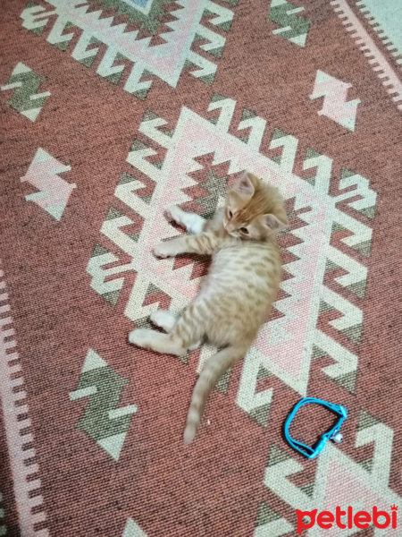 Tekir Kedi, Kedi  Oscar fotoğrafı