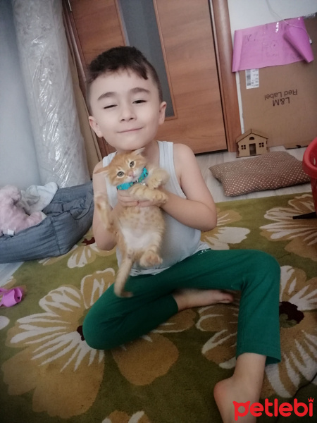 Tekir Kedi, Kedi  Oscar fotoğrafı