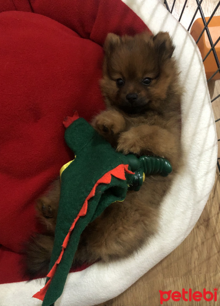 Pomeranyalı, Köpek  olivia fotoğrafı