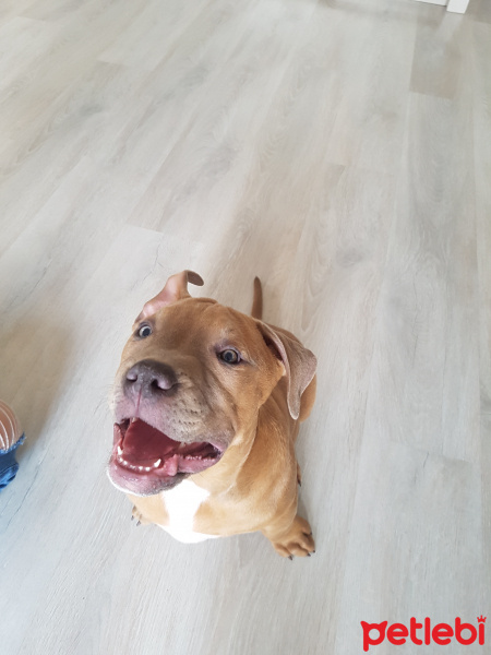 Amerikan Pitbull Terrier, Köpek  Picasso fotoğrafı