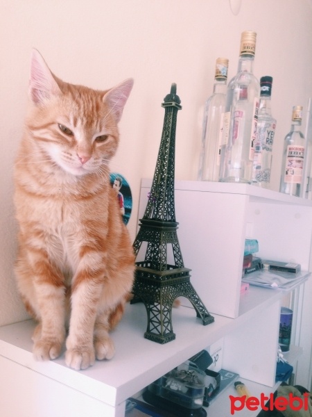 Van Kedisi, Kedi  Tarcin fotoğrafı