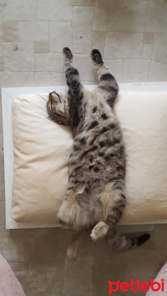 Tekir Kedi, Kedi  Bayt fotoğrafı