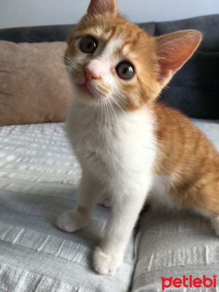 Sarman, Kedi  Limon fotoğrafı