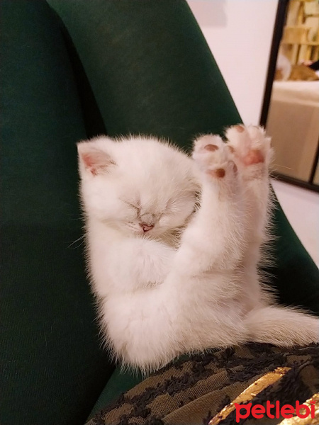 British Shorthair, Kedi  Snow fotoğrafı