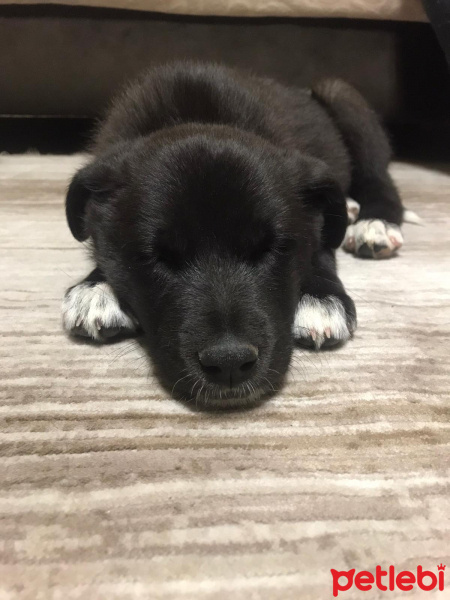 Labrador Retriever, Köpek  Hera fotoğrafı