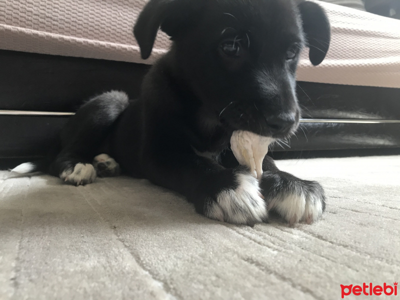 Labrador Retriever, Köpek  Hera fotoğrafı