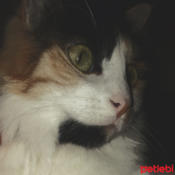 Sibirya Kedisi, Kedi  Sherry fotoğrafı