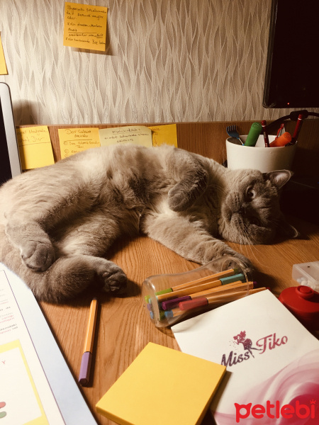 British Shorthair, Kedi  Çakıl fotoğrafı