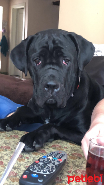 Cane Corso Italiano, Köpek  Maggie fotoğrafı