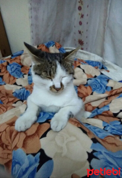 Tekir Kedi, Kedi  Ponçik fotoğrafı