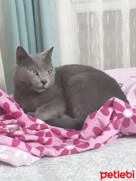 Mavi Rus, Kedi  Luna fotoğrafı