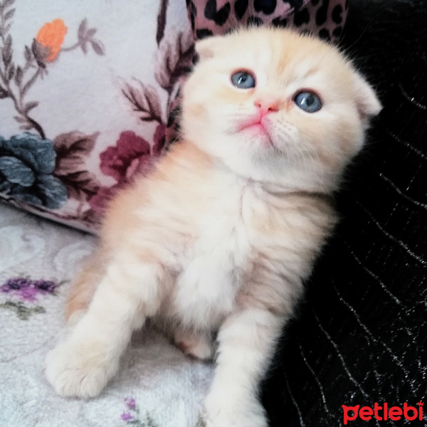 Scottish Fold, Kedi  Olaf fotoğrafı
