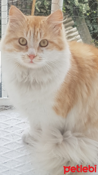 Ragamuffin, Kedi  Karamel fotoğrafı
