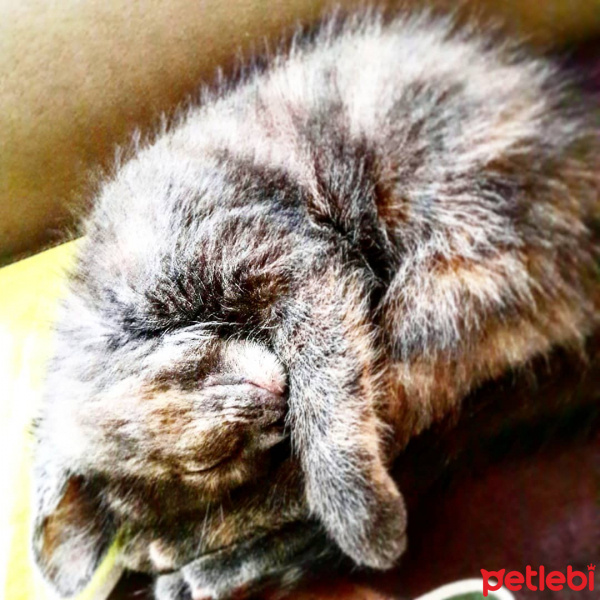 İran Kedisi (Persian), Kedi  Miya fotoğrafı
