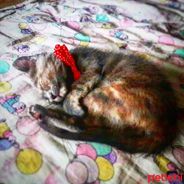 İran Kedisi (Persian), Kedi  Miya fotoğrafı