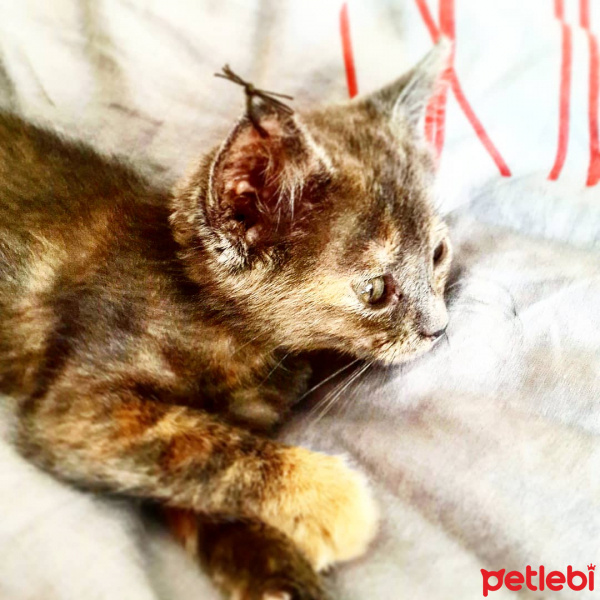 İran Kedisi (Persian), Kedi  Miya fotoğrafı