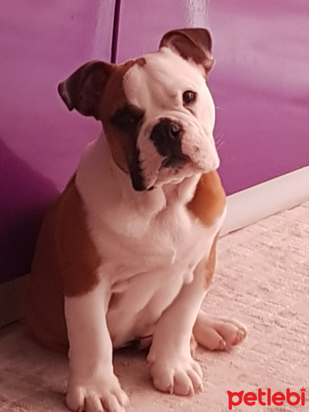 İngiliz Bulldog, Köpek  Bodti fotoğrafı