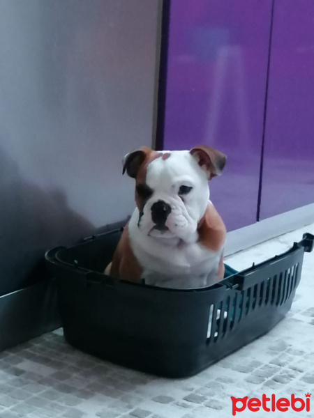 İngiliz Bulldog, Köpek  Bodti fotoğrafı