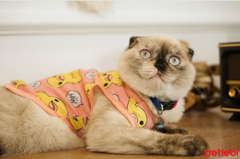 Scottish Fold, Kedi  Lavinya fotoğrafı