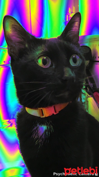 Bombay, Kedi  Zahar fotoğrafı