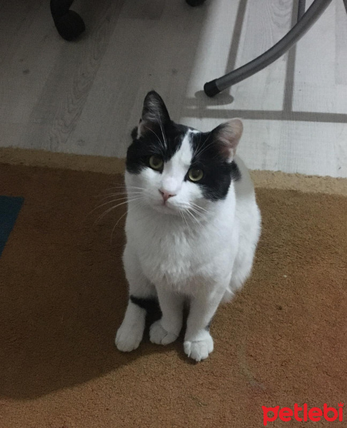 Tekir Kedi, Kedi  Cedric fotoğrafı