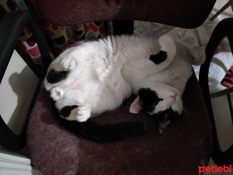 Tekir Kedi, Kedi  Cedric fotoğrafı