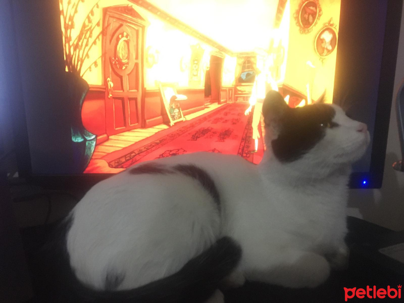 Tekir Kedi, Kedi  Cedric fotoğrafı