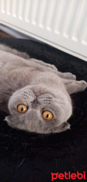 Scottish Fold, Kedi  Balım fotoğrafı