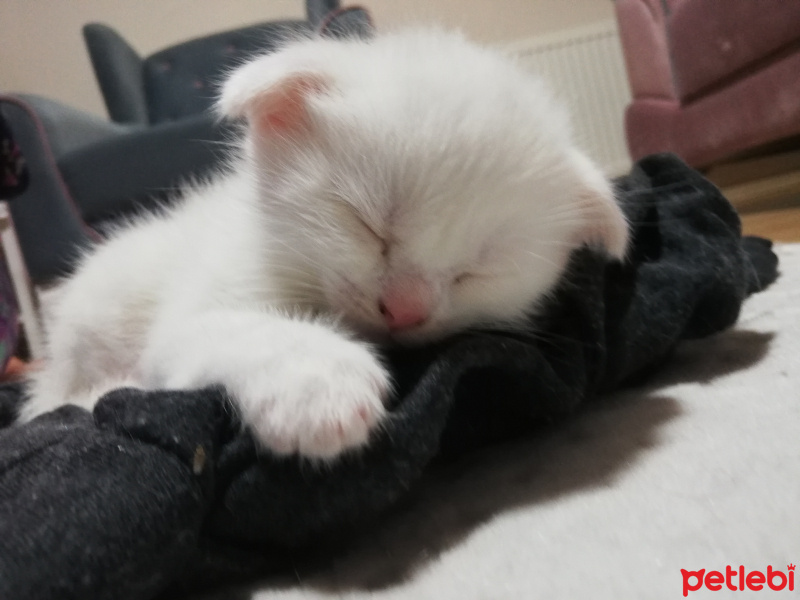 Scottish Fold, Kedi  Pamuk fotoğrafı