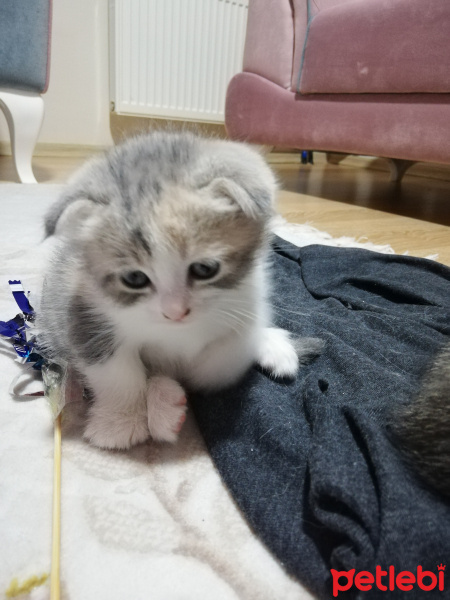 Scottish Fold, Kedi  Pamuk fotoğrafı