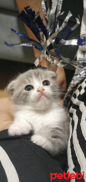 Scottish Fold, Kedi  Pamuk fotoğrafı