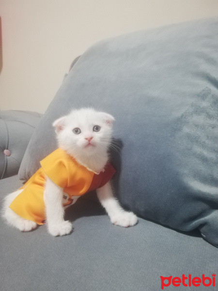 Scottish Fold, Kedi  Pamuk fotoğrafı