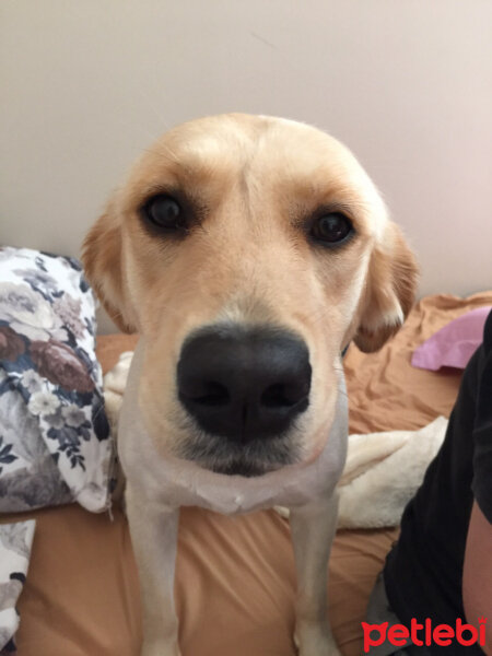 Golden Retriever, Köpek  Bihter fotoğrafı