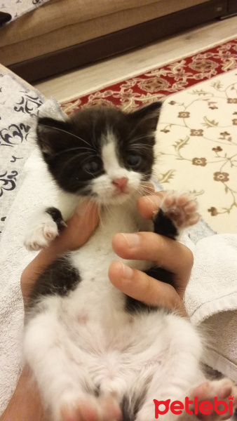 Tekir Kedi, Kedi  Minnoş fotoğrafı