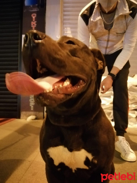 Amerikan Pitbull Terrier, Köpek  Gölge fotoğrafı