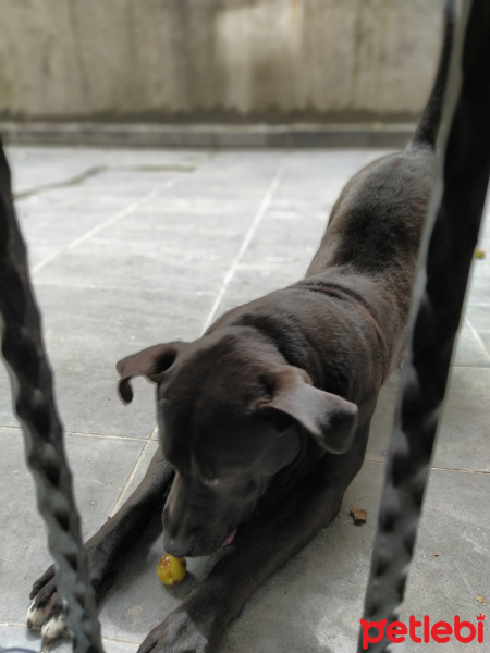 Amerikan Pitbull Terrier, Köpek  Gölge fotoğrafı