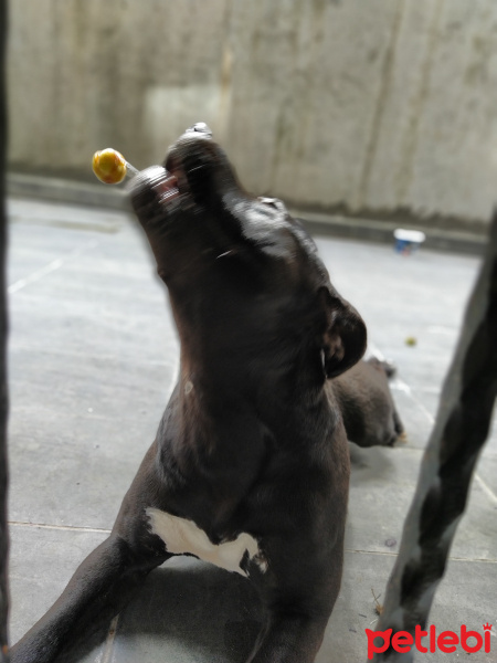 Amerikan Pitbull Terrier, Köpek  Gölge fotoğrafı