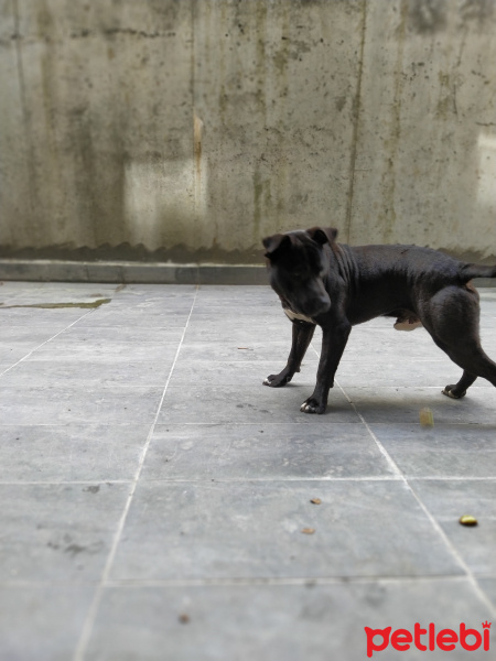 Amerikan Pitbull Terrier, Köpek  Gölge fotoğrafı
