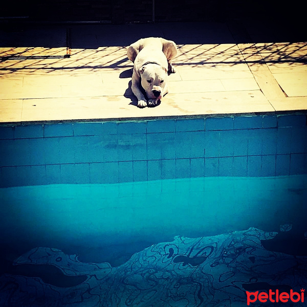 Dogo Arjantin, Köpek  Pusat fotoğrafı