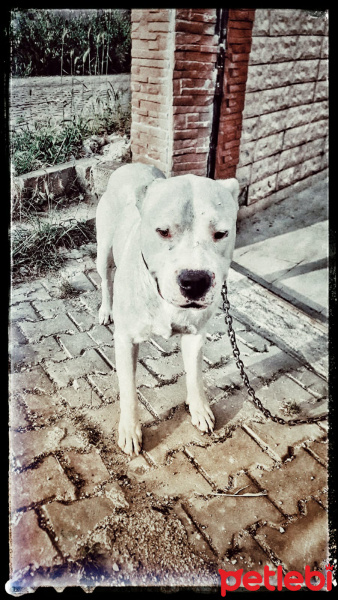 Dogo Arjantin, Köpek  Pusat fotoğrafı