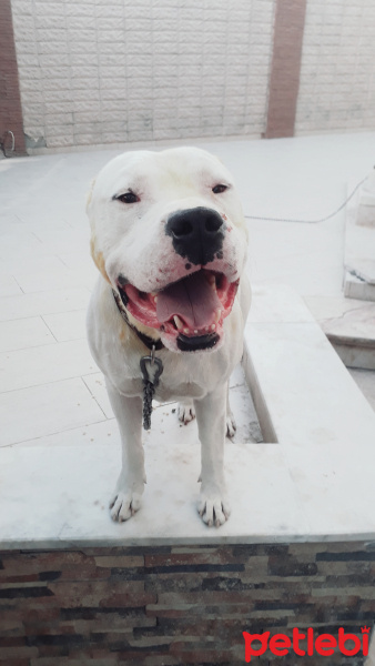 Dogo Arjantin, Köpek  Pusat fotoğrafı