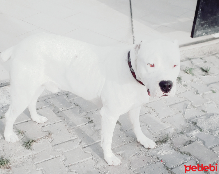 Dogo Arjantin, Köpek  Pusat fotoğrafı