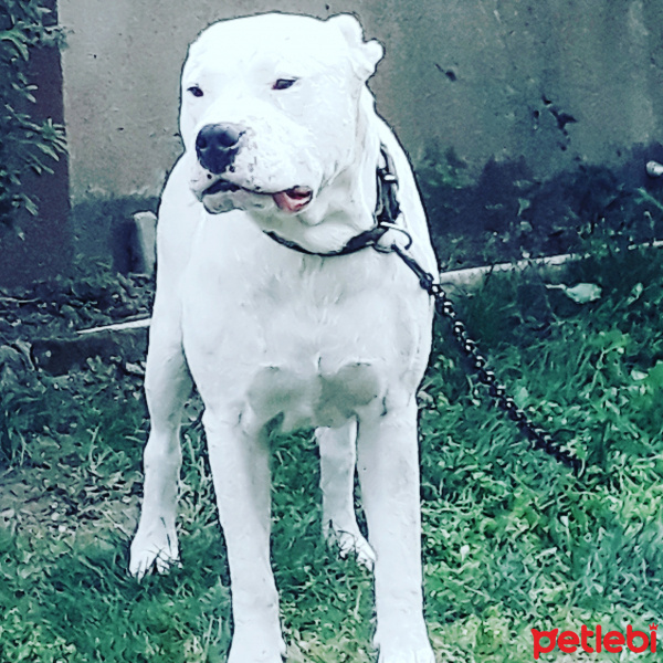 Dogo Arjantin, Köpek  Pusat fotoğrafı