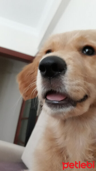 Golden Retriever, Köpek  Vera fotoğrafı