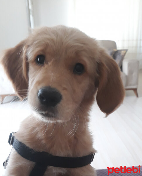 Golden Retriever, Köpek  Vera fotoğrafı