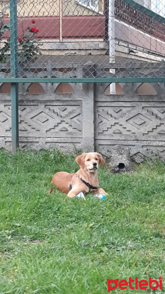 Golden Retriever, Köpek  Vera fotoğrafı