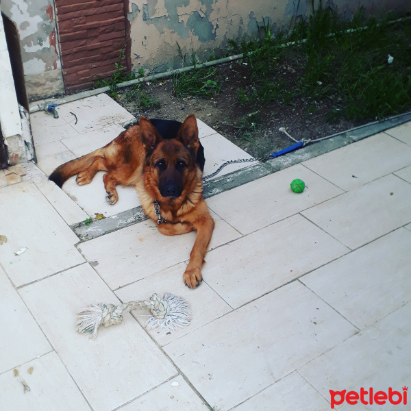 Alman Çoban Köpeği, Köpek  Joy fotoğrafı