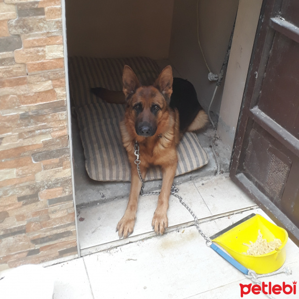 Alman Çoban Köpeği, Köpek  Joy fotoğrafı