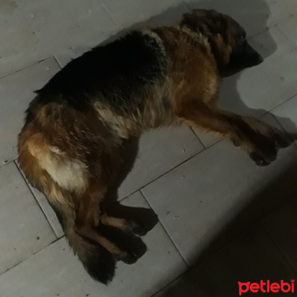 Alman Çoban Köpeği, Köpek  Joy fotoğrafı