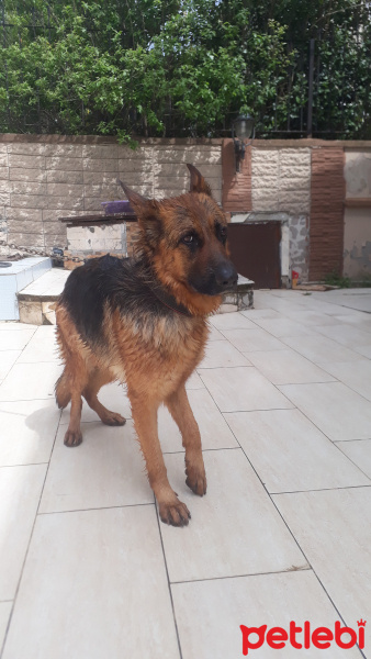 Alman Çoban Köpeği, Köpek  Joy fotoğrafı